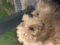 4 aylık toy poodle erkek uygun fiyata vereceğim