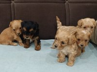 Ufak boy maltipoo
