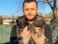 A kalite Belçika kurdu yavrular
