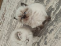 Mavi Gözlü British Longhair Prenses