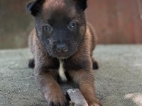 Safkan Belçika Kurdu Malinois Yavrular