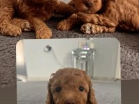 Şecereli toy poodle baba maltipoo anne