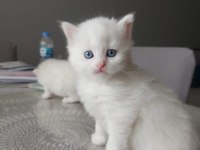BRITISH LONGHAIR YAVRULAR