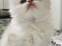 Sıradışı bir güzellikte British longhair bebek