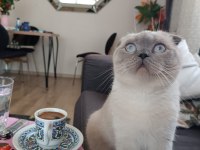 Scottish fold kedimiz Mia yeni yuvasını arıyor