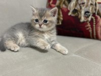 Sahiplendirme british shorthair