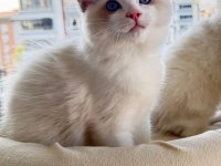 SECERELİ ANNE VE BABADAN SAFKAN RAGDOLL YAVRULAR