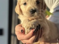Golden retriever cinsi yavrularımız