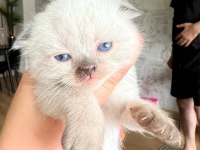 2 erkek 3 dişi 2.5 aylık scottish fold yavrular