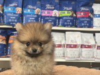 Orjinal ırk ve sağlık garantili pomeranian boo yavrularımız
