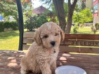 4 aylık F1 maltipoo
