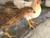 Siyah olan tavuk sarı olan horoz ikisi bir verilecek