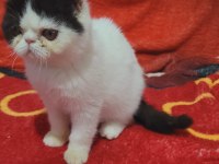 Full şecereli şampiyon kan hattı snoppy exotic shorthair