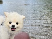 7 Aylık Pomeranian Boo