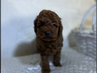 BABY FACE POODLE YAVRULAR