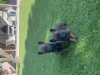 Orijinal malinois yavrular maskeli kalite burada