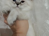 Erkek bebeklerim british longhair teslime hazır