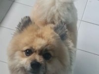 Pomeranian spitz