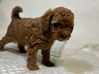 Orijinal toy poodle bebekler