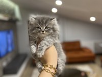 BRITISH LONGHAIR YAVRULARIM 