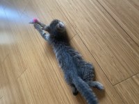 Ücretsiz tekir kedi sahiplenme