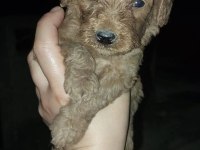 Dişi erkek poodle yavrular