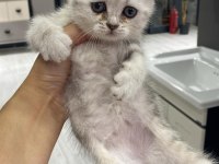 British shorthair kızımız sahiplendirilecektir