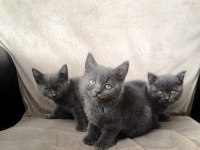 British Shorthair Yavrularım