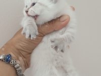 Safkan ırk garantili british longhair yavrular
