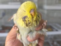 Hayatımıza Renk Katan Muhabbet Kuşu Canlarımız