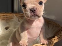 Micro boy exotic renk french bulldog yavrularım