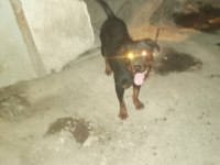 Ücretsiz rottweiler sahiplendirme
