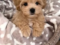 MALTİPOO YAVRULARIM AÇIK VE ESMER RENK ÇEŞİTLERİ