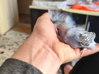 Yeni yeme düşen renk güzeli spangle muhabbet yavrular