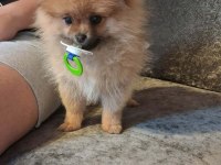 3 aylık pomeranian dişi