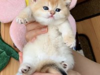 Golden british shorthair 2 aylık