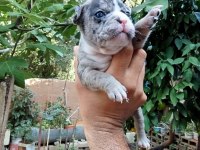 Kaliteli french bulldog