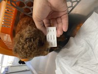 Kore orjinal kilo ırk garantili poodle