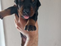 DEV DOBERMAN YAVRULARI KİNG KALİTELİ KAN