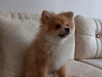 POMERANİAN CİNSİ KOPEK