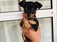 Pinscher Yavru