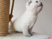 Scottish Fold Dişi Kedimiz
