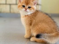 British Shorthair Golden Erkek Yavrular
