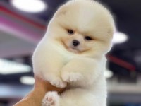 A KALİTE FCİ BELGELİ A KALİTE TEACUP POMERANİAN YAVRULAR