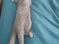 5 aylık sevimli açık kül gri dişi british shorthair