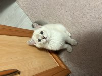 British shorthair silver ny 1133