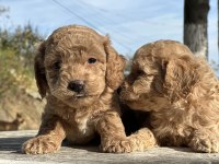 Tüy dökmez koku yapmaz poodle bebekler hazır