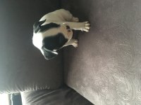 Irk Garantili French Bulldog Yavruları
