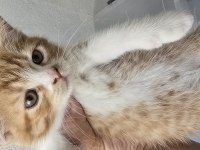 3 adet tatlı bücür kediler