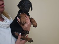 Doberman Yavru